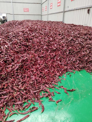 Kelas A Guajillo Chili kering utuh / tongkat Ketidaktentuan 0,3% Max Kelas 10-15cm