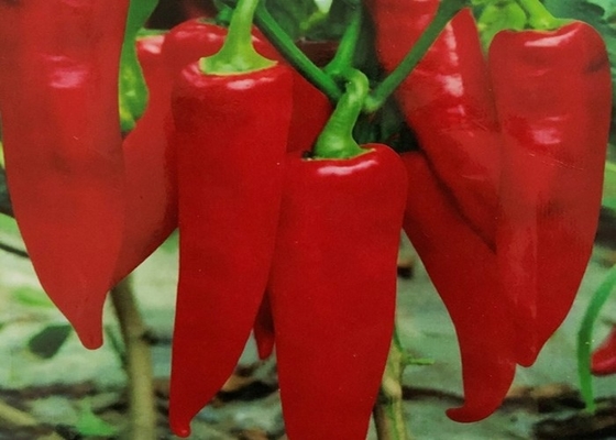 Organik Yidu Chili Red Pepper Beijinghong Jinta Chilli FDA HACCP KOSHER SERTIFIKAT BRC