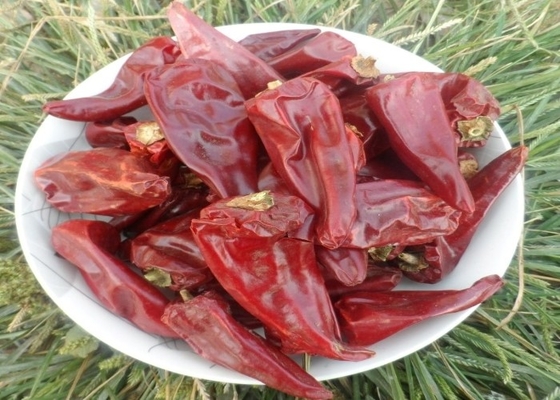 Yidu Chili dengan Rasa Chili Pedas