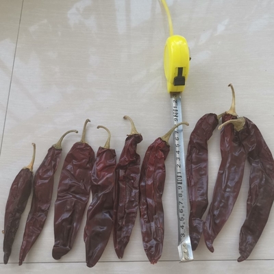 Seluruh / Stick 10-15cm Panjang Guajillo Chili kering Untuk penggunaan rebusan