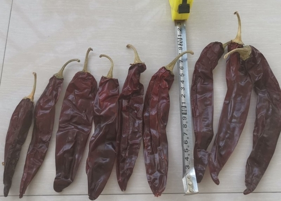 10-15cm Guajillo Chili Kering Kelas A Red Paprika Pods