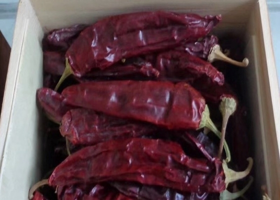 10 - 15cm Guajillo Chili kering 50BLS Untuk hidangan rebusan