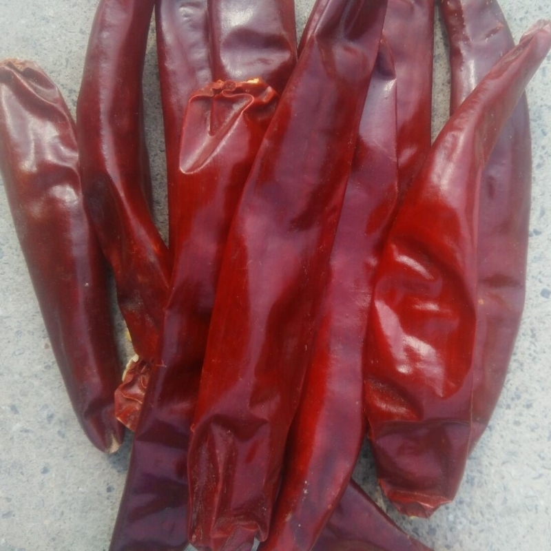 8% Kelembaban Chilli Ring Cut Kuat Pedas Chilli Rasa Tinggi dipoles 0,5 - 1,5cm