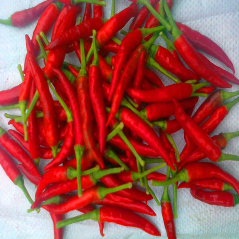 Kelembaban terkontrol pada 14% Max Hot Chili Peppers 4-7cm kualitas superior