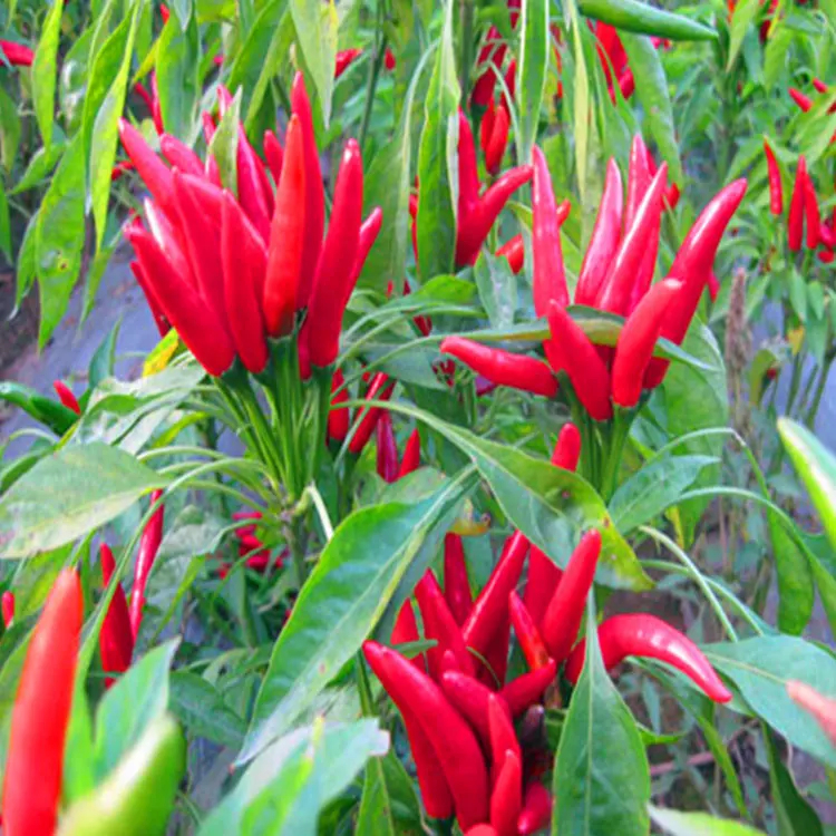 Pedas Pedas 10.000 SHU Dry Red Chili Peppers Kuat Pedas Chilli Rasa Peppers