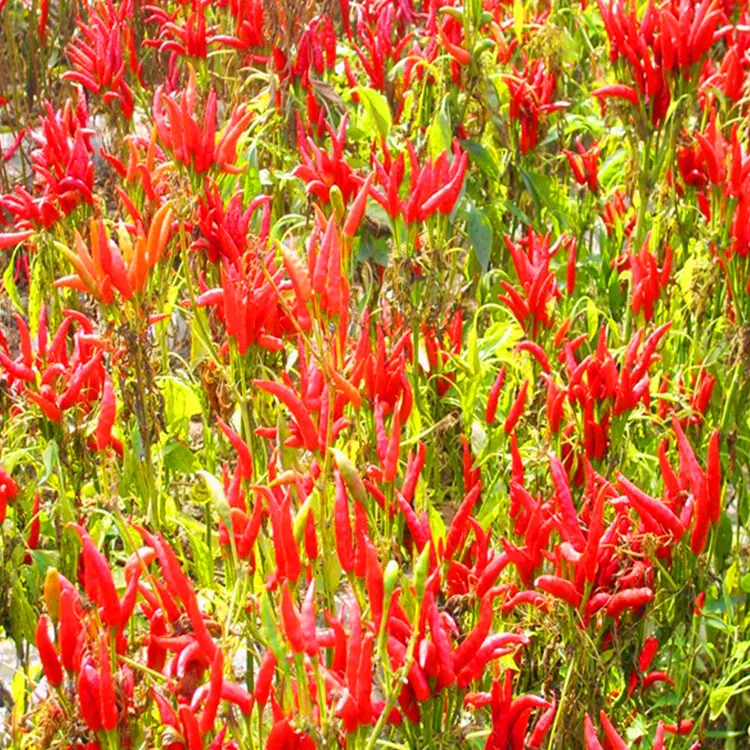 Aroma dan Rasa Air Dingin Matahari Dingin Murni Merah Merah Merah Putih Merah