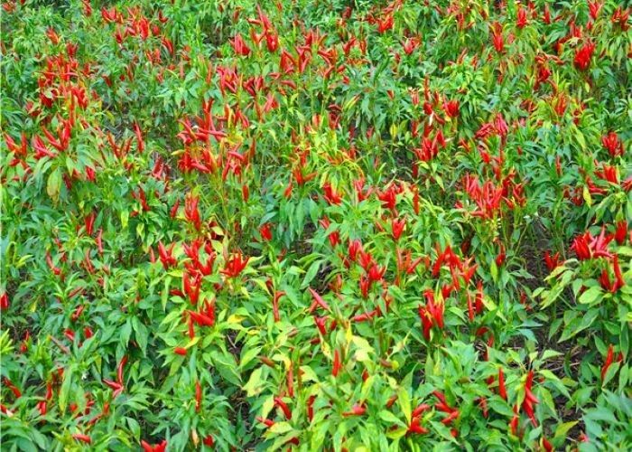 Benih Buah Chili Thailand yang Dingin di Udara Untuk Produksi Berskala Besar